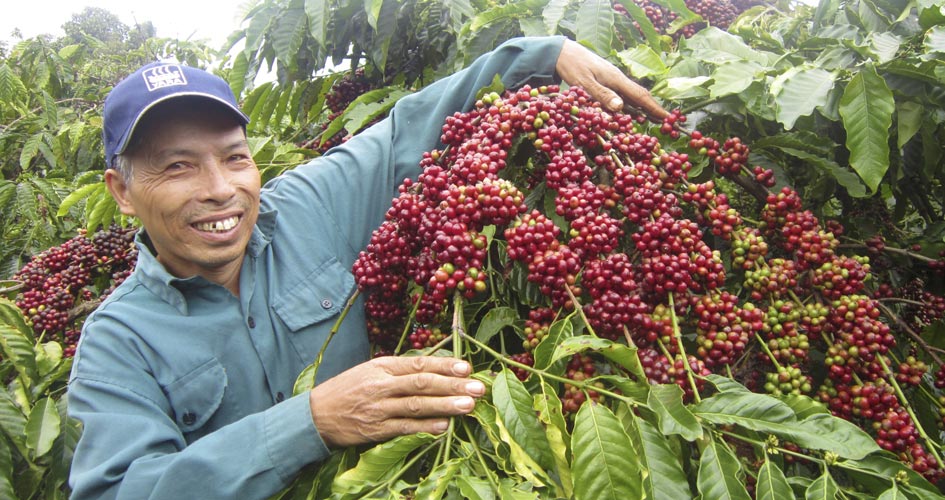 Vietnam coffee farmer