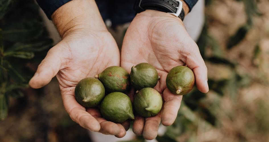 Farmer holding macadamia nuts