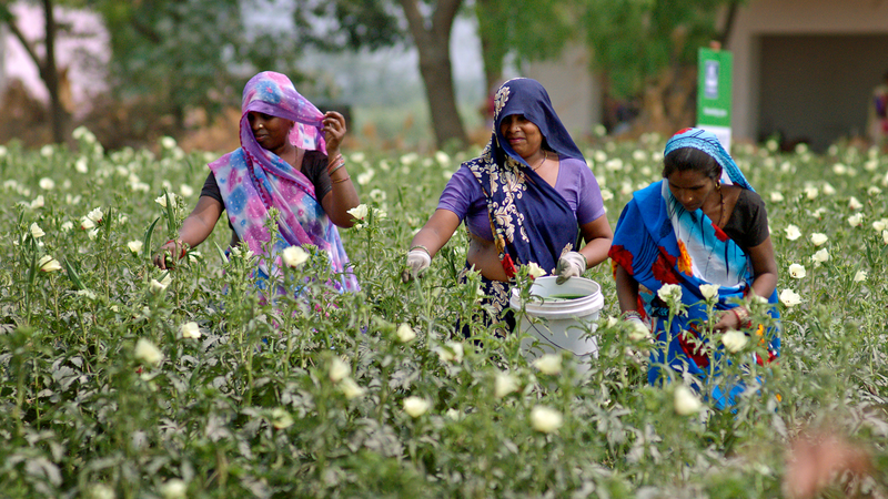 Women in field