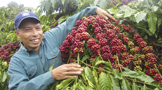 Vietnam coffee farmer