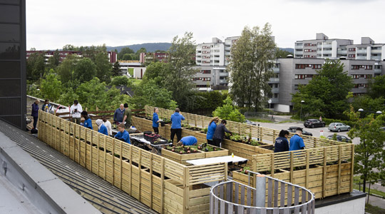 Ungdommer driver landbruk på et tak